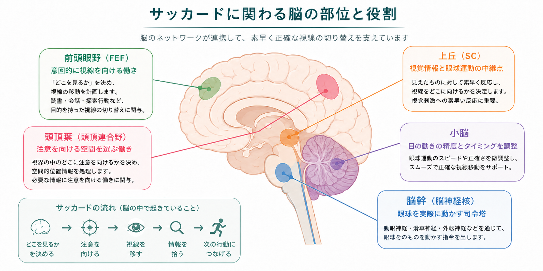 サッカードとは？脳の切り替え力を高める速い眼球運動と簡単 