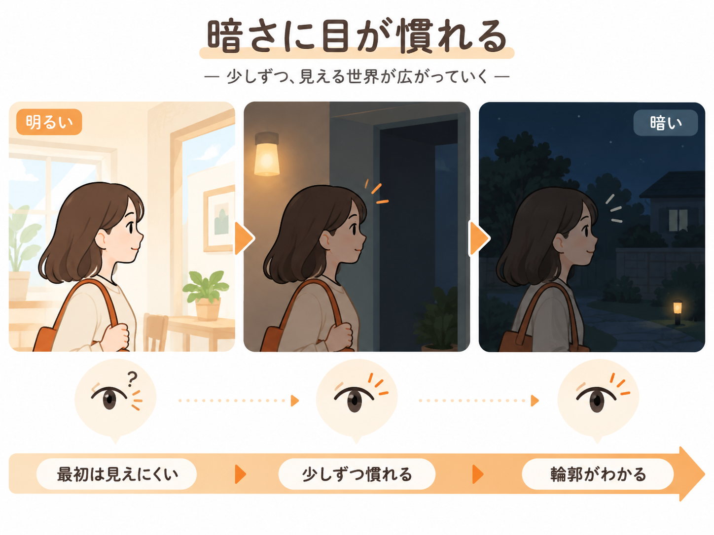 網膜の中心と周辺における錐体細胞と桿体細胞の違いを示した図