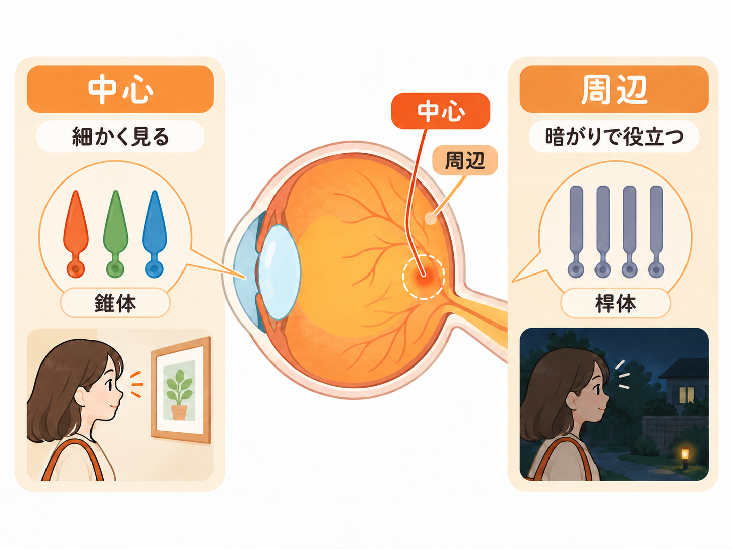 網膜の中心と周辺における錐体細胞と桿体細胞の違いを示した図
