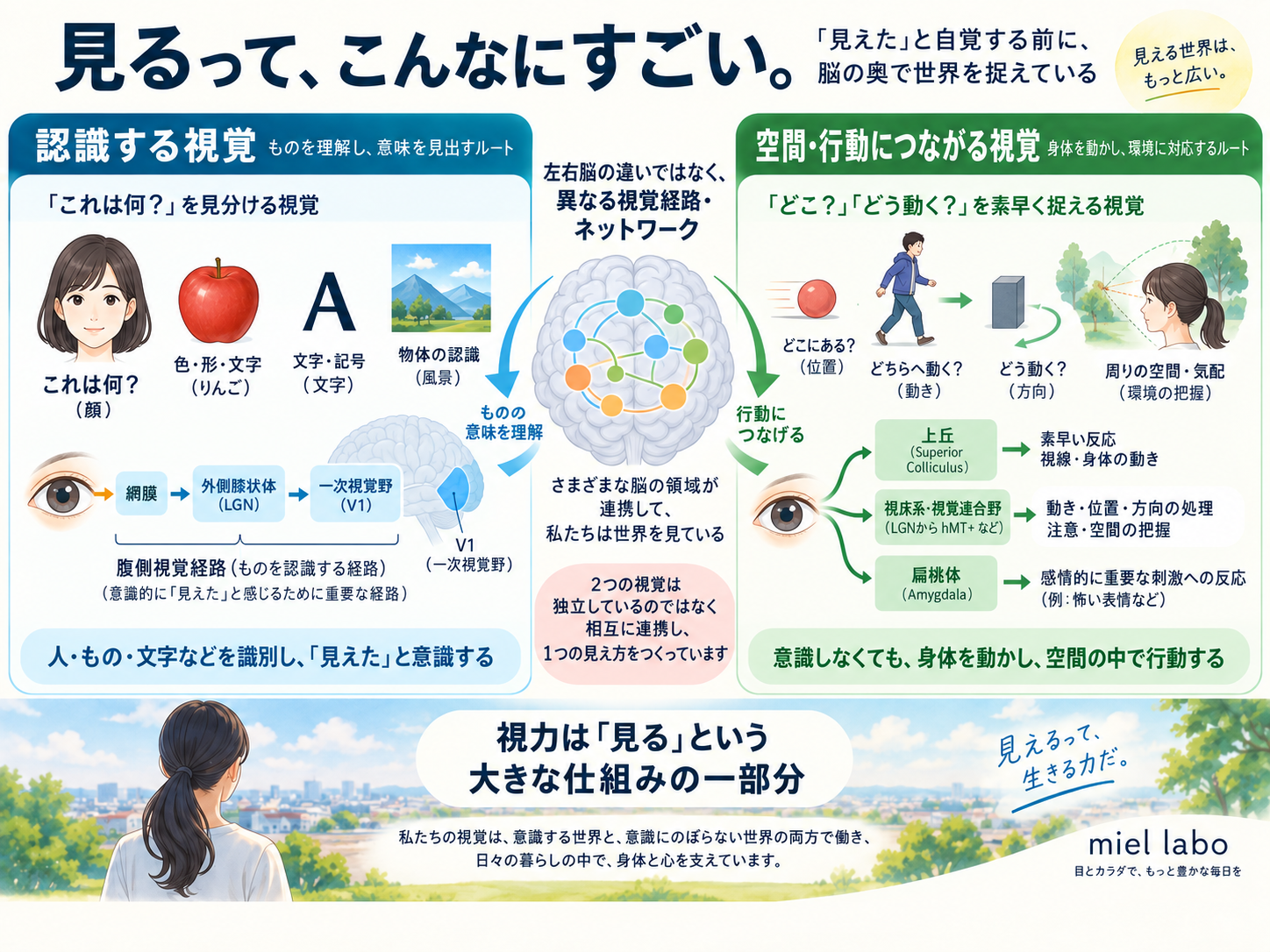 認識する視覚と空間や行動につながる視覚。左右の脳ではなく複数の脳領域と視覚経路が連携している