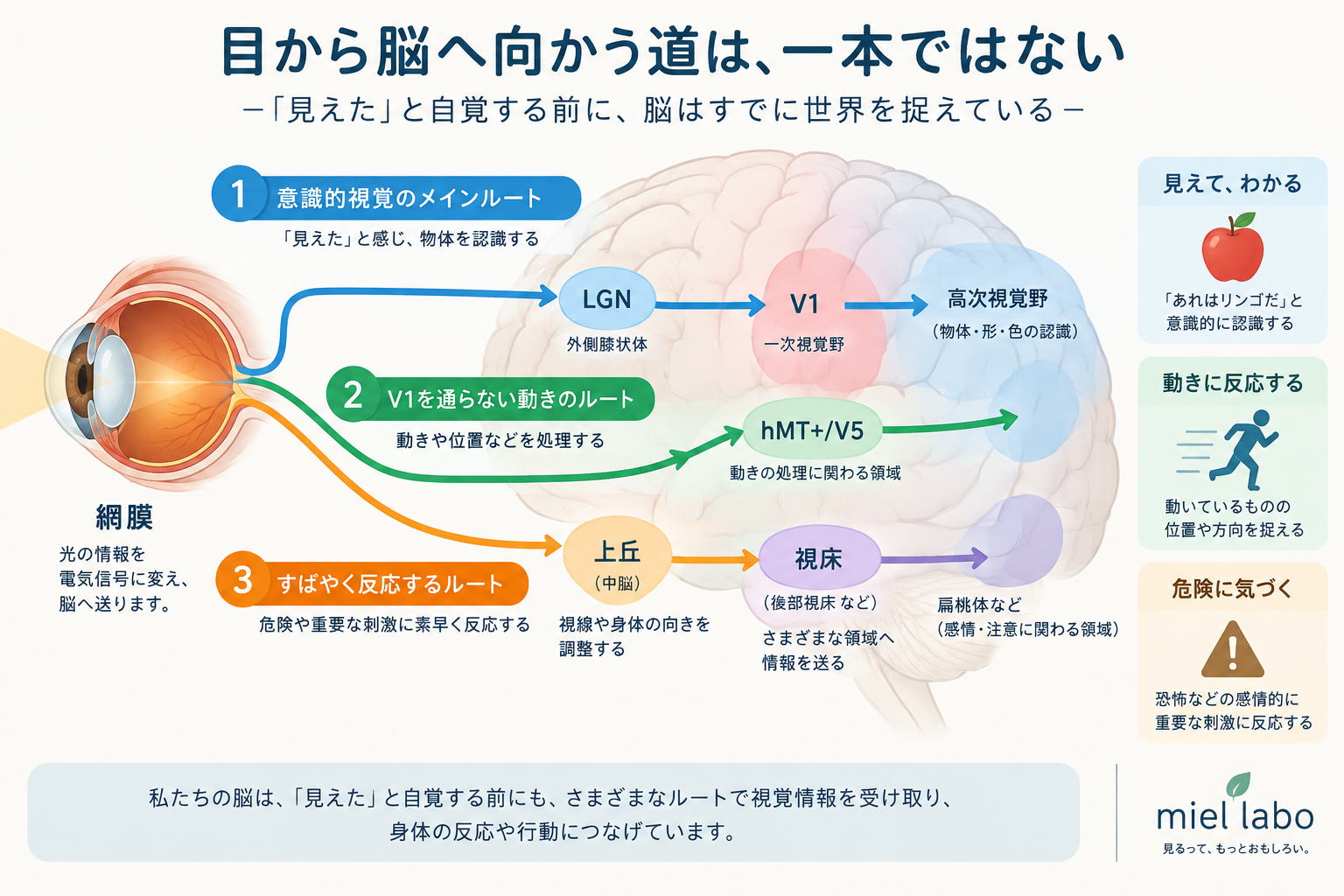 網膜から脳へ向かう複数の視覚経路。LGNからV1へ向かう経路、hMT+へ向かう経路、上丘などを介する経路
